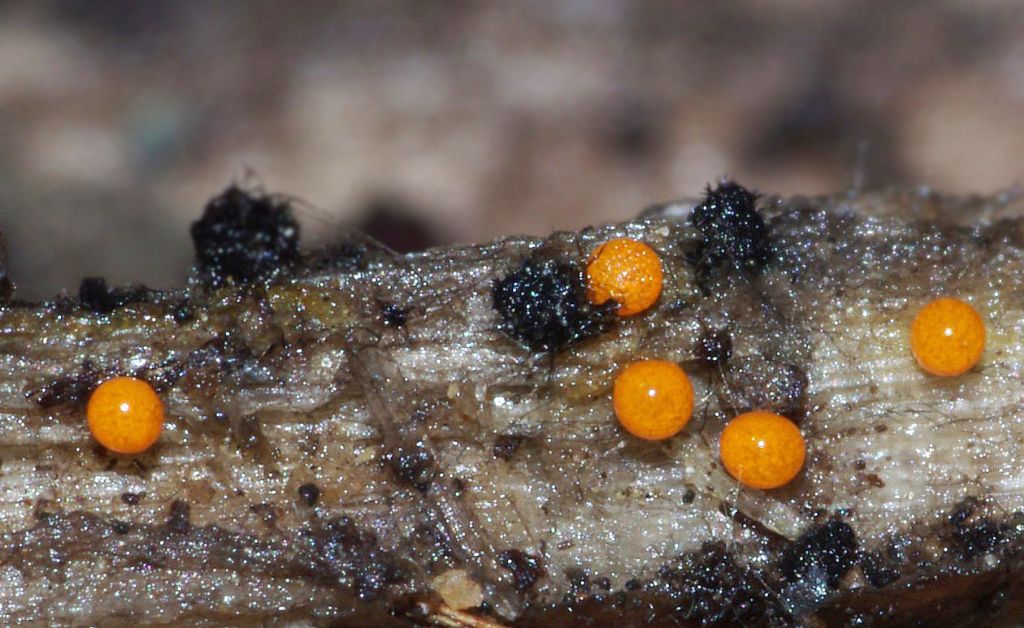 Physarum lateritium?